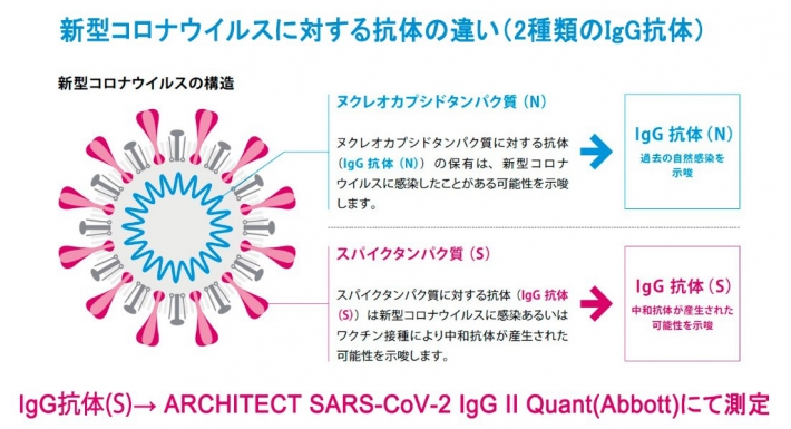 【スパイクタンパク質に対するＩｇＧ抗体】とは